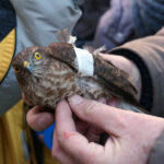 Audycja Dzień Dobry Dzieci z Ptasiego Azylu / Arkadiusz Miller / Radio Kielce