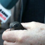 Audycja Dzień Dobry Dzieci z Ptasiego Azylu. Jerzyk  / Arkadiusz Miller / Radio Kielce