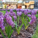 Wiosna w Galerii Korona. Zapach i piękna zieleń. / Stanisław Blinstrub / Radio Kielce