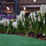 Wiosna w Galerii Korona. Zapach i piękna zieleń. / Stanisław Blinstrub / Radio Kielce