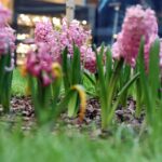 Wiosna w Galerii Korona. Zapach i piękna zieleń. / Stanisław Blinstrub / Radio Kielce