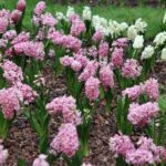 Wiosna w Galerii Korona. Zapach i piękna zieleń. / Stanisław Blinstrub / Radio Kielce