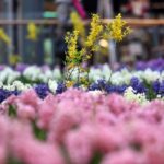 Wiosna w Galerii Korona. Zapach i piękna zieleń. / Stanisław Blinstrub / Radio Kielce