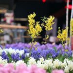 Wiosna w Galerii Korona. Zapach i piękna zieleń. / Stanisław Blinstrub / Radio Kielce