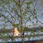 Wiosna w Galerii Korona. Zapach i piękna zieleń. / Stanisław Blinstrub / Radio Kielce