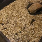 Audycja Dzień Dobry Dzieci ze sklepu zoologicznego FAUN ZOO, mieszczącego się w kieleckiej Galerii Korona / Piotr Michalski / Radio Kielce