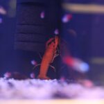 Audycja Dzień Dobry Dzieci ze sklepu zoologicznego FAUN ZOO, mieszczącego się w kieleckiej Galerii Korona / Piotr Michalski / Radio Kielce