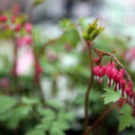 Targi Kielce - Dom Ogrod i Ty / Wojciech Habdas / Radio Kielce