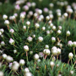 Targi Kielce - Dom Ogrod i Ty / Wojciech Habdas / Radio Kielce