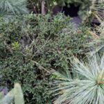 Targi Kielce - Dom Ogrod i Ty. Ostrokrzew / Wojciech Habdas / Radio Kielce