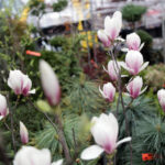 Targi Kielce - Dom Ogrod i Ty / Wojciech Habdas / Radio Kielce