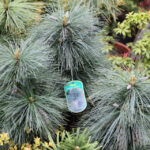 Targi Kielce - Dom Ogrod i Ty. Sosna Himalajska. / Wojciech Habdas / Radio Kielce