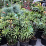 Targi Kielce - Dom Ogrod i Ty / Wojciech Habdas / Radio Kielce