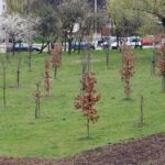 Dęby katyńskie / Stanisław Blinstrub / Radio Kielce