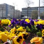 Bratki w centrum miasta / Stanisław Blinstrub / Radio Kielce