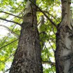 Jak zachować się w lesie?