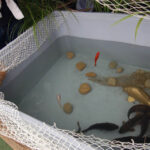 Festyn "Bądź zdrów jak ryba"  przygotowany przez Lokalną Grupę Rybacką "Między Nidą, a Pilicą" / Jarosław Dragan / Radio Kielce