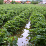 W Krajnie woda zalała plantacje truskawek / Kamil Król / Radio Kielce