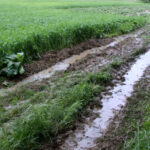 W Krajnie woda zalała plantacje truskawek / Kamil Król / Radio Kielce