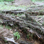 W Krajnie woda zalała plantacje truskawek / Kamil Król / Radio Kielce