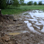 W Krajnie woda zalała plantacje truskawek / Kamil Król / Radio Kielce