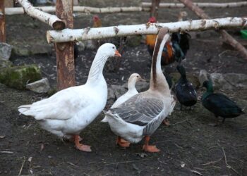 Żywa szopka w Chęcinach / Kamil Król / Radio Kielce