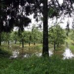 W miejscowości Przezwody w gminie Wilczyce wylała niewielka rzeka Opatówka / Robert Felczak / Radio Kielce