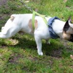 Spacer buldoga francuskiego na Stadionie / Stanisław Blinstrub / Radio Kielce