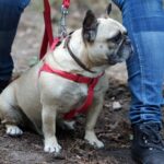 Spacer buldoga francuskiego na Stadionie / Stanisław Blinstrub / Radio Kielce