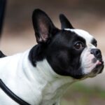 Spacer buldoga francuskiego na Stadionie / Stanisław Blinstrub / Radio Kielce