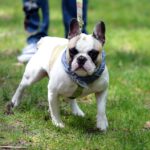 Spacer buldoga francuskiego na Stadionie / Stanisław Blinstrub / Radio Kielce