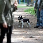 Spacer buldoga francuskiego na Stadionie / Stanisław Blinstrub / Radio Kielce