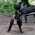 Spacer buldoga francuskiego na Stadionie / Stanisław Blinstrub / Radio Kielce