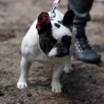 Spacer buldoga francuskiego na Stadionie / Stanisław Blinstrub / Radio Kielce