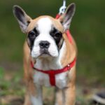 Spacer buldoga francuskiego na Stadionie / Stanisław Blinstrub / Radio Kielce