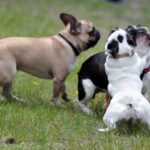 Spacer buldoga francuskiego na Stadionie / Stanisław Blinstrub / Radio Kielce