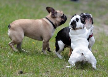 Spacer buldoga francuskiego na Stadionie / Stanisław Blinstrub / Radio Kielce