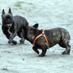 Spacer buldoga francuskiego na Stadionie / Stanisław Blinstrub / Radio Kielce