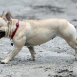 Spacer buldoga francuskiego na Stadionie / Stanisław Blinstrub / Radio Kielce