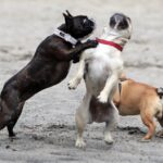 Spacer buldoga francuskiego na Stadionie / Stanisław Blinstrub / Radio Kielce