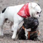 Spacer buldoga francuskiego na Stadionie / Stanisław Blinstrub / Radio Kielce