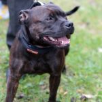 Spacer buldoga francuskiego na Stadionie / Stanisław Blinstrub / Radio Kielce