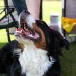 Europejska Wystawa Psów Rasowych / Piotr Michalski / Radio Kielce