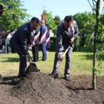 Dąb Wolności na Skwerze Szarych Szeregów. / Piotr Michalski / Radio Kielce