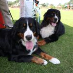 Europejska Wystawa Psów Rasowych / Piotr Michalski / Radio Kielce