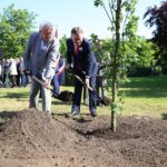 Dąb Wolności na Skwerze Szarych Szeregów. / Piotr Michalski / Radio Kielce