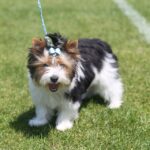 Europejska Wystawa Psów Rasowych / Piotr Michalski / Radio Kielce