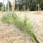 Koszenie terenów zielonych w Kielcach (20 czerwca 2014 r.) / Piotr Michalski / Radio Kielce