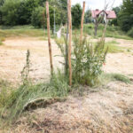 Koszenie terenów zielonych w Kielcach (20 czerwca 2014 r.) / Piotr Michalski / Radio Kielce