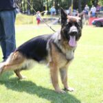 Europejska Wystawa Psów Rasowych / Piotr Michalski / Radio Kielce